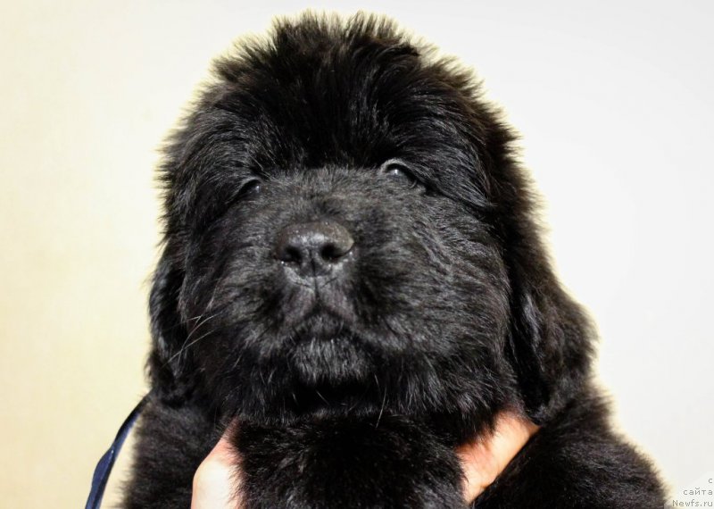 Фотография № 201371