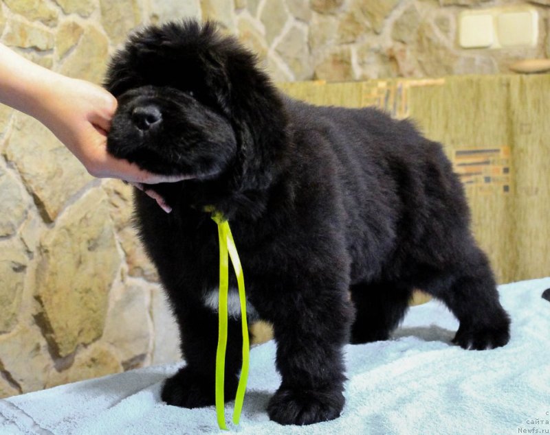 Фотография № 201378