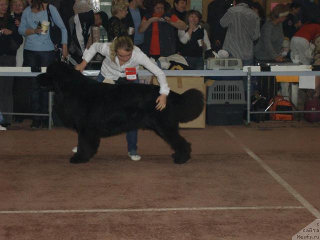 Фото: ньюфаундленд О Блек Диамонд Литтл Беар (O Black Diamond Little Bear), Александра Ивашова