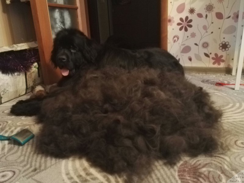 Фото: ньюфаундленд Ньюфорт Аманда Блум (Njufort Amanda Blum)