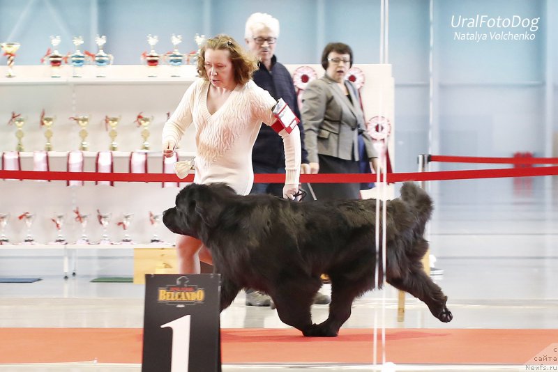 Фото: ньюфаундленд Ньюфорт Тайм'с Голд Алекса