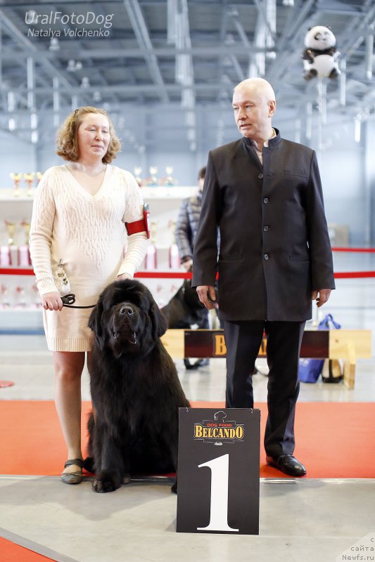 Фото: ньюфаундленд Ньюфорт Тайм'с Голд Алекса