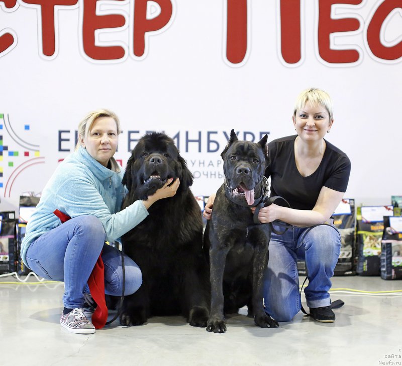 Фото: ньюфаундленд Ньюфорт Тайм'с Голд Алекса, Лена Зырина