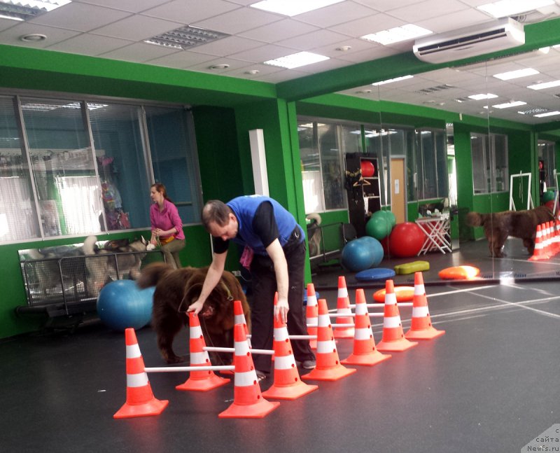 Фото: ньюфаундленд Браунблад МСК Хаким Голд Хайдар (Brownblood MSK Hakim Gold Haydar)