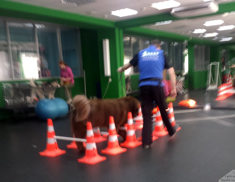 Фото: ньюфаундленд Браунблад МСК Хаким Голд Хайдар (Brownblood MSK Hakim Gold Haydar)