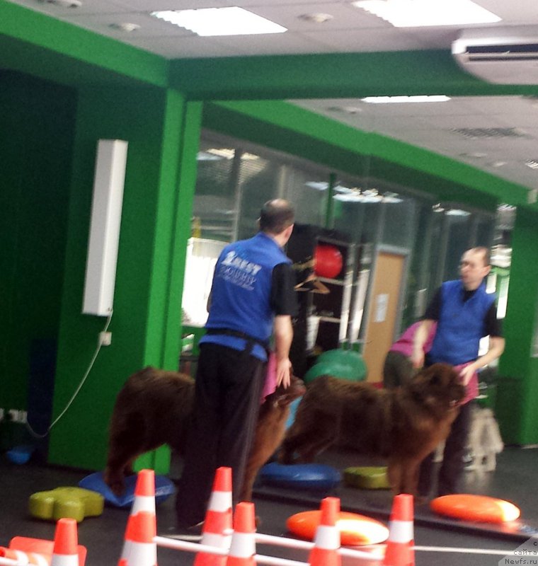 Фото: ньюфаундленд Браунблад МСК Хаким Голд Хайдар (Brownblood MSK Hakim Gold Haydar)