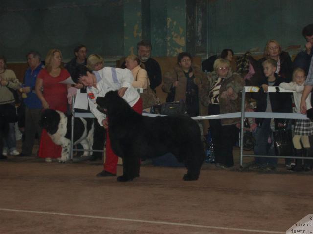 Фото: ньюфаундленд Обуш Шед Эдисон Николь (Obush Shed Edisson Nicole), Вера Гнитеева