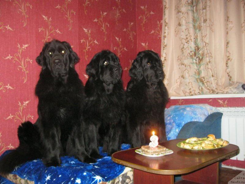 Фотография № 201395