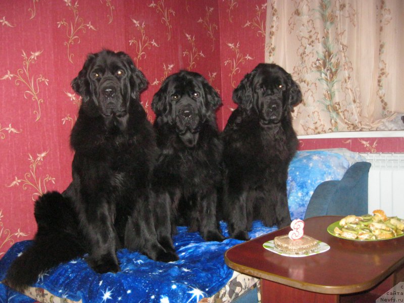 Фотография № 201396