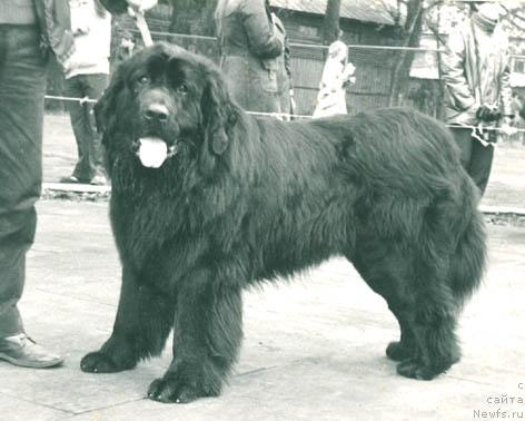 Фото: ньюфаундленд Скиф