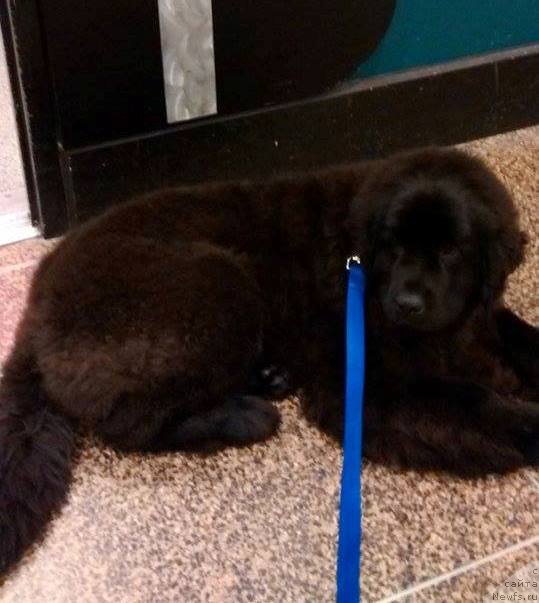 Фото: ньюфаундленд Черная Мафия Ангел Амонг Ус (Chernaya Mafia Аngel Among Us)