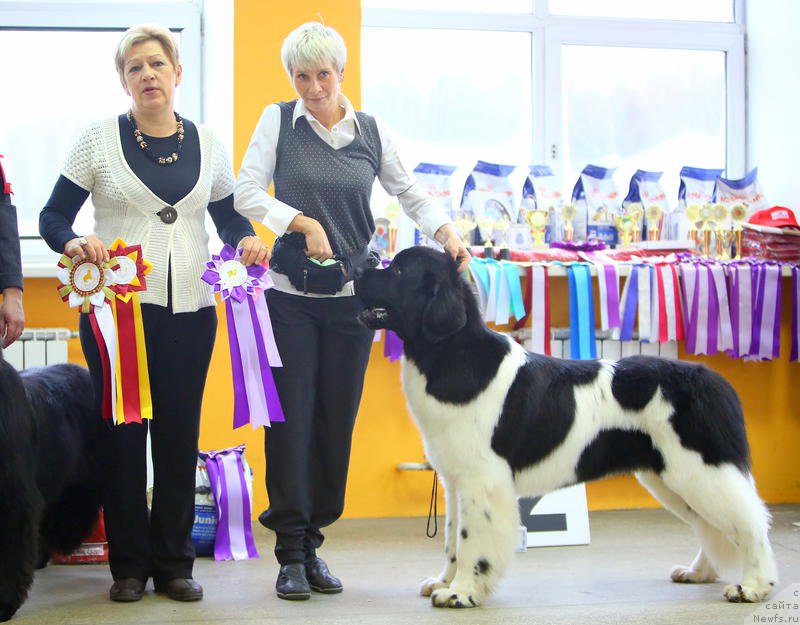 Фото: Нина Базулина, ньюфаундленд Супер Бизон Маэстро (Super Bizon Maestro)