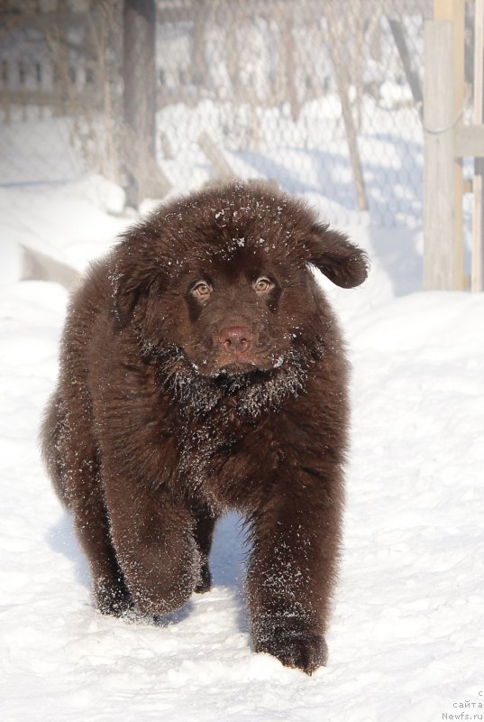 Фото: ньюфаундленд Браунблад МСК Стелла Софи
