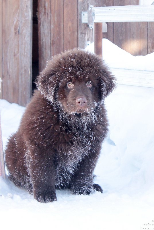 Фото: ньюфаундленд Браунблад МСК Стелла Софи