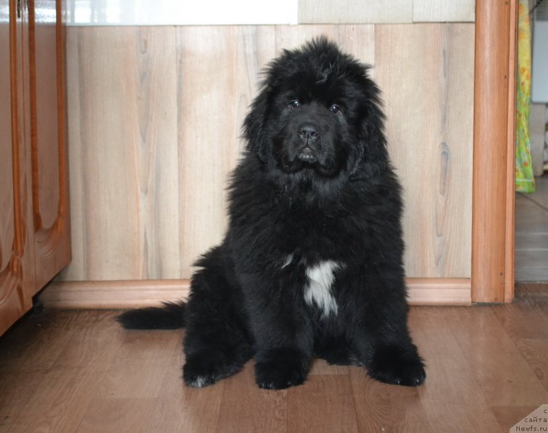 Фото: ньюфаундленд Талисман Моря Ла-Валетта