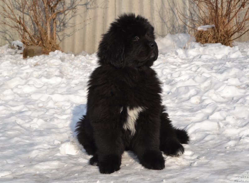 Фото: ньюфаундленд Талисман Моря Ла-Валетта