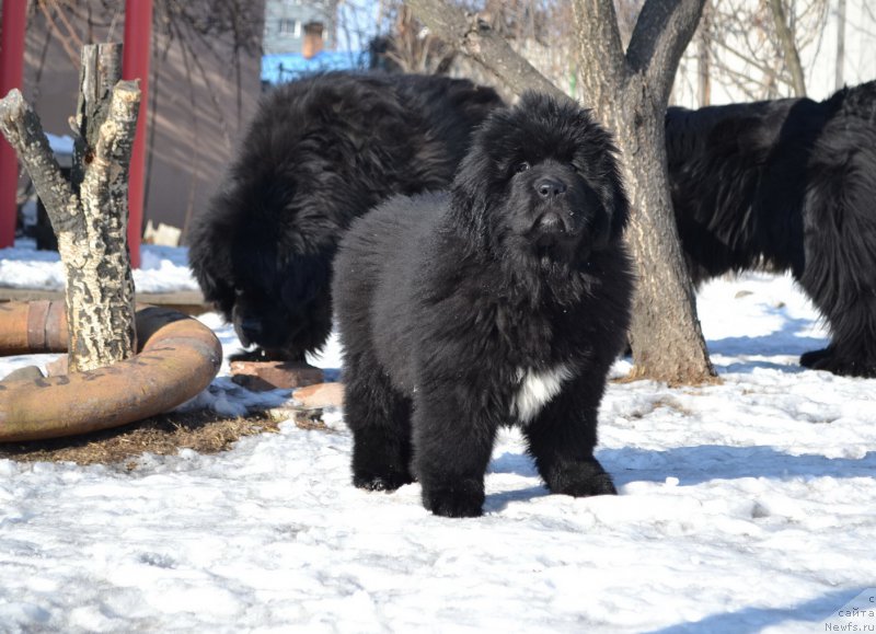 Фото: ньюфаундленд Талисман Моря Ла-Валетта