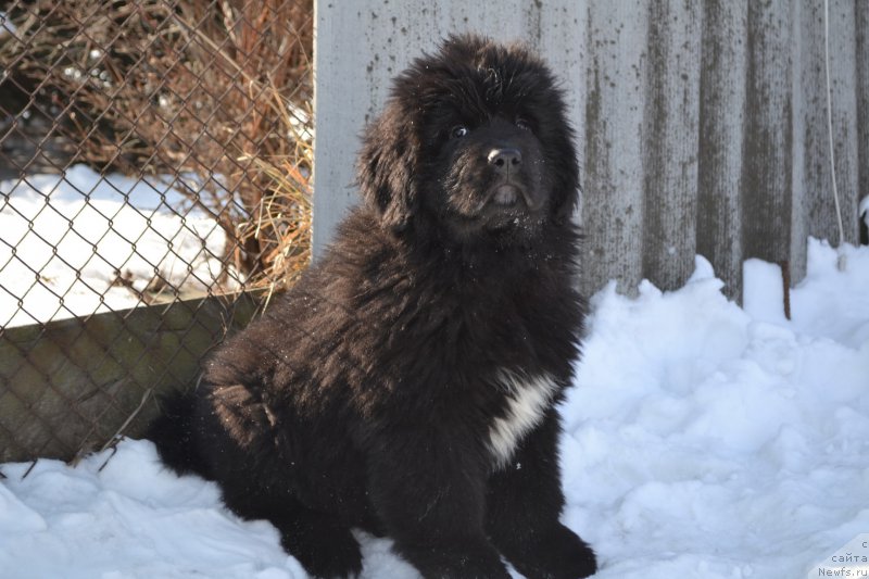 Фото: ньюфаундленд Талисман Моря Ла-Валетта