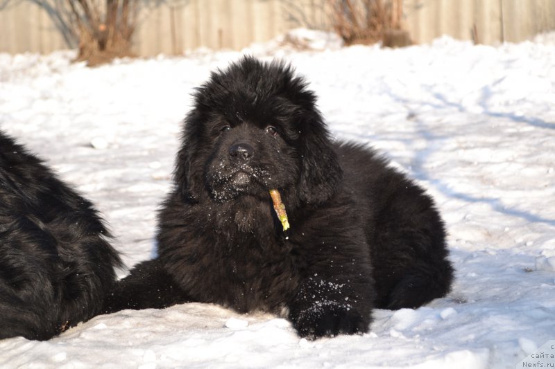 Фото: ньюфаундленд Талисман Моря Ла-Валетта