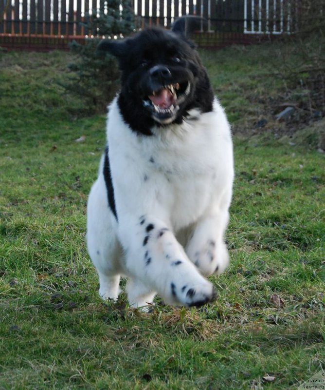 Фото: ньюфаундленд Черная Мафия Зебра Тиме (Chernaya Mafia Zebra Time)