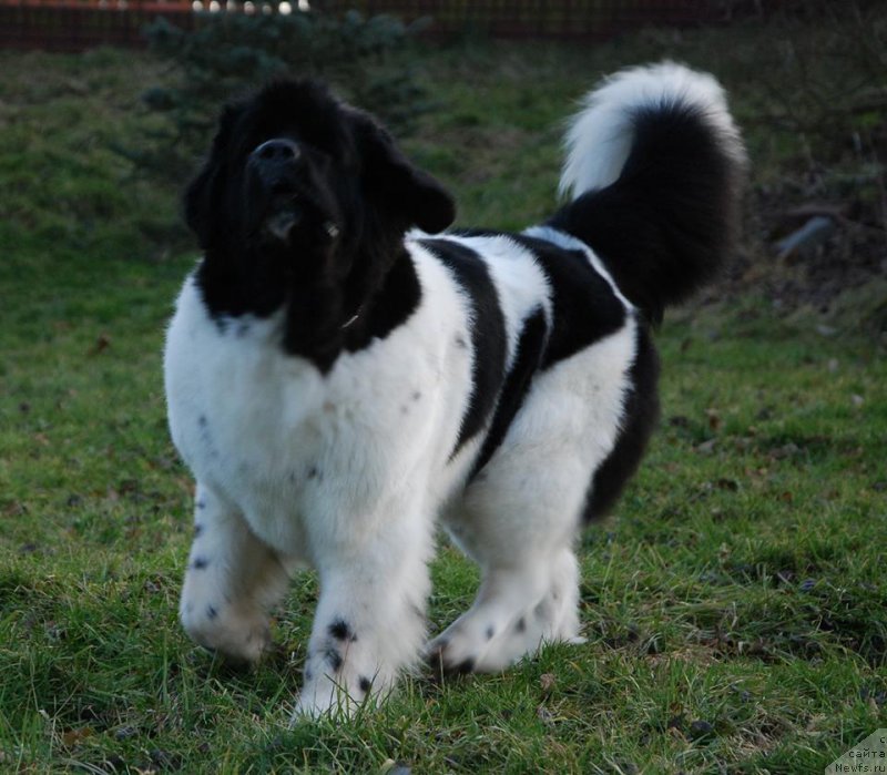 Фото: ньюфаундленд Черная Мафия Зебра Тиме (Chernaya Mafia Zebra Time)