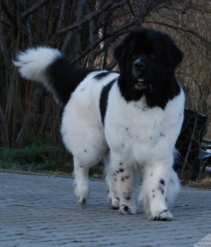 Фото: ньюфаундленд Черная Мафия Зебра Тиме (Chernaya Mafia Zebra Time)