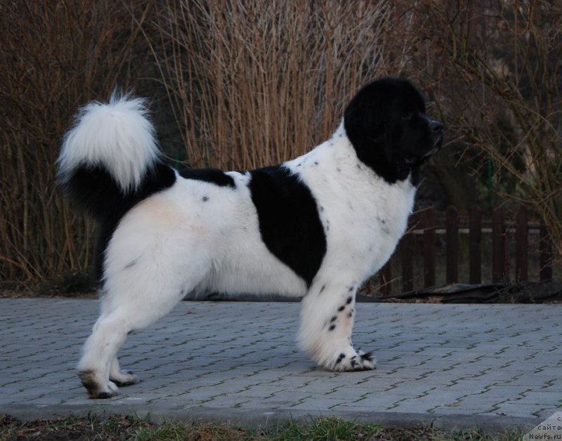 Фото: ньюфаундленд Черная Мафия Зебра Тиме (Chernaya Mafia Zebra Time)