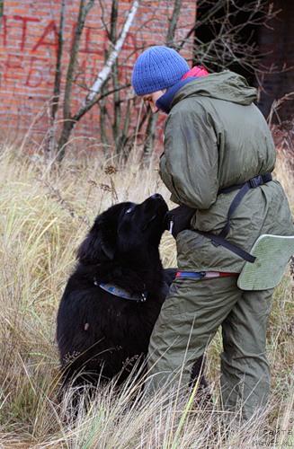 Фото: ньюфаундленд Амулет Любви и Счастья (Amulet Lyubvi i Schastya)