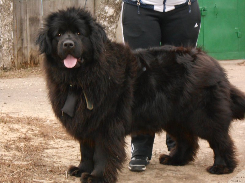 Фото: ньюфаундленд Патриция Патти, ньюфаундленд Патриция Патти