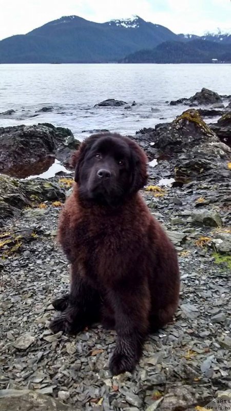 Фото: ньюфаундленд Черная Мафия Ангел Амонг Ус (Chernaya Mafia Аngel Among Us)