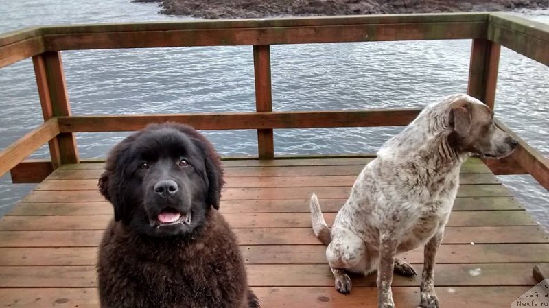 Фото: ньюфаундленд Черная Мафия Ангел Амонг Ус (Chernaya Mafia Аngel Among Us)