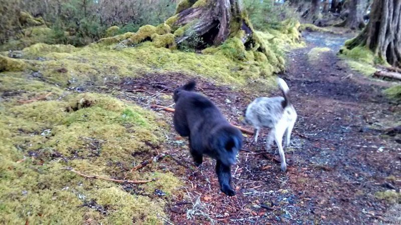 Фото: ньюфаундленд Черная Мафия Ангел Амонг Ус (Chernaya Mafia Аngel Among Us)