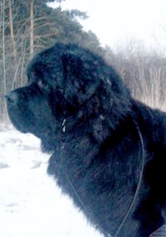 Фотография № 201450