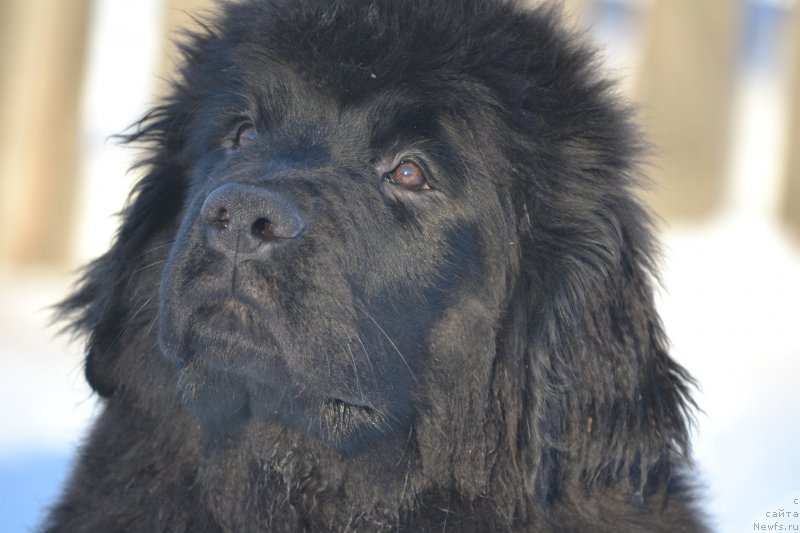 Фотография № 201455