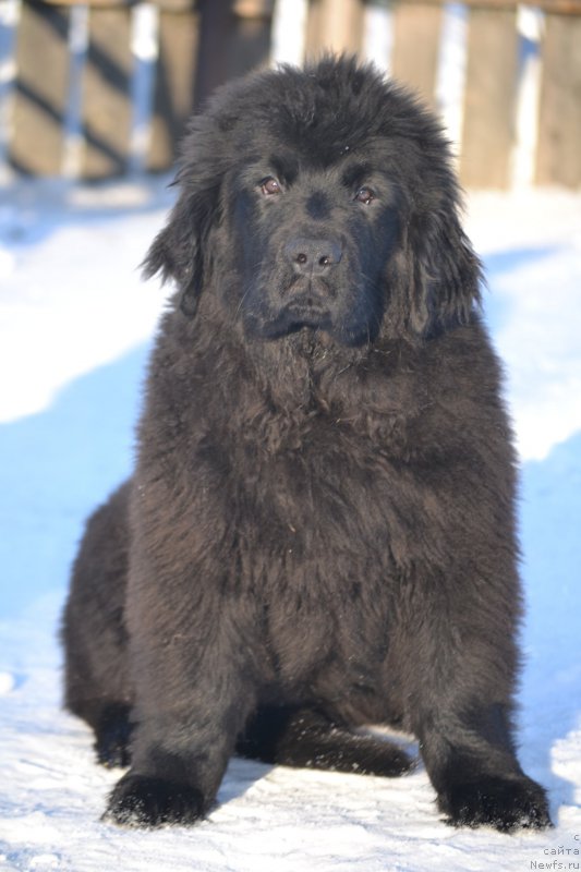 Фотография № 201456