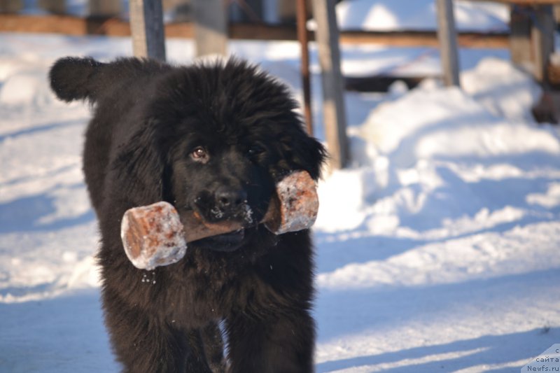 Фотография № 201458