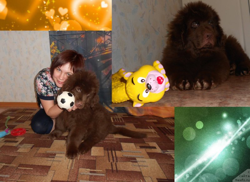 Фото: ньюфаундленд Браунблад МСК Сайлас Соул Дрим