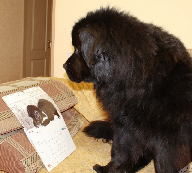 Фото: ньюфаундленд Кайден Плейфул (Kaiden Playful)