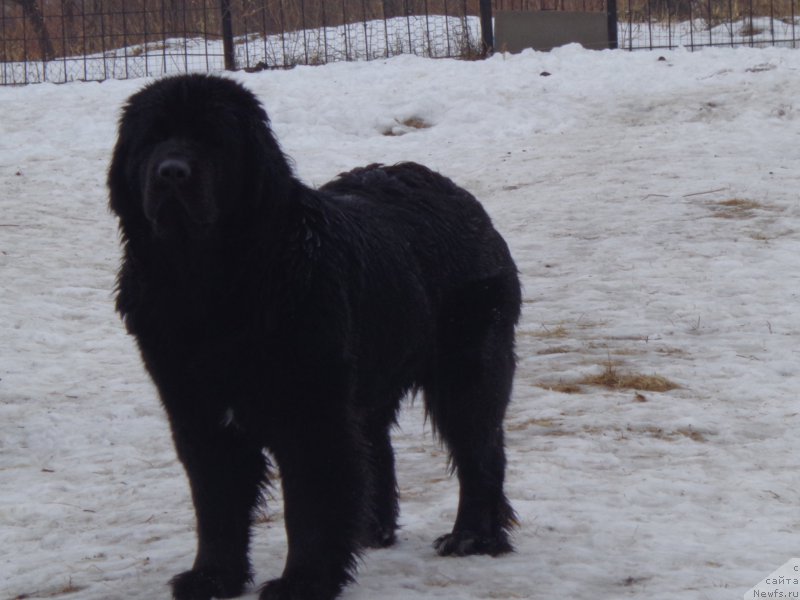 Фото: ньюфаундленд Викториус Смайл