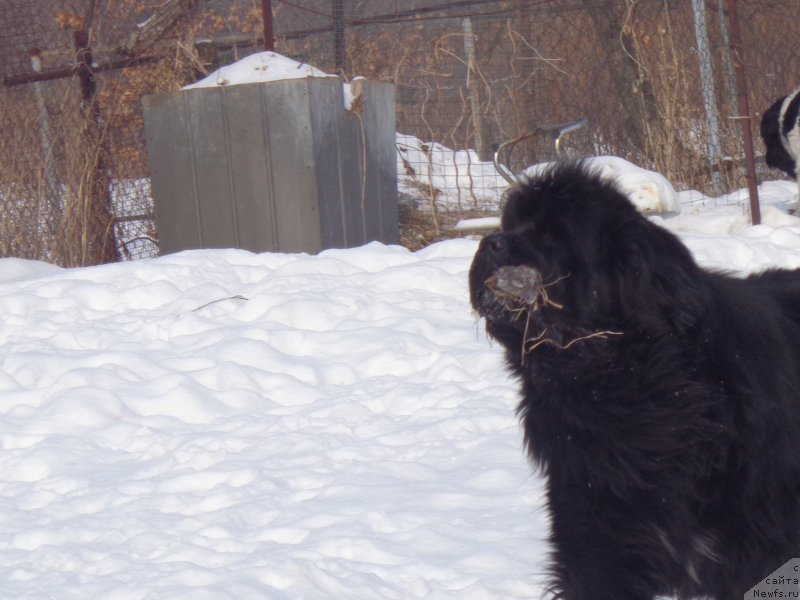 Фото: ньюфаундленд Супер Премиум Микадо (Super Premium Mikado)