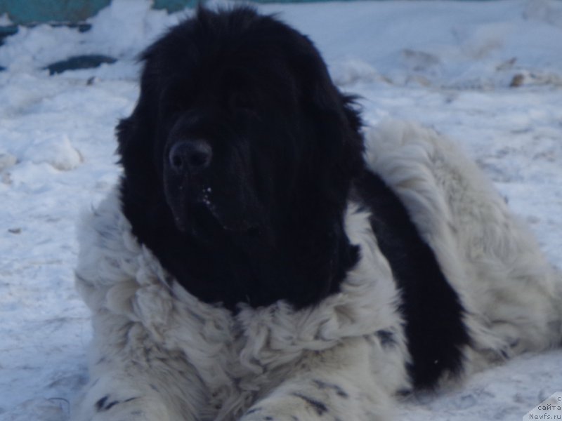 Фото: ньюфаундленд Супер Премиум Литониэль Валланинор (Super Premium Litoniel Vallaninor)