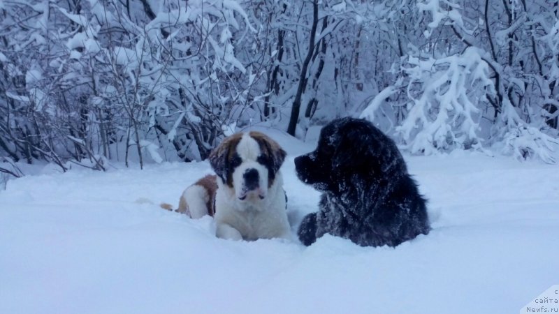 Фото: ньюфаундленд Белкондер-Клаб Ямайка Блю Маунтин (Belkonder-Club Jamaica Blue Mountin)