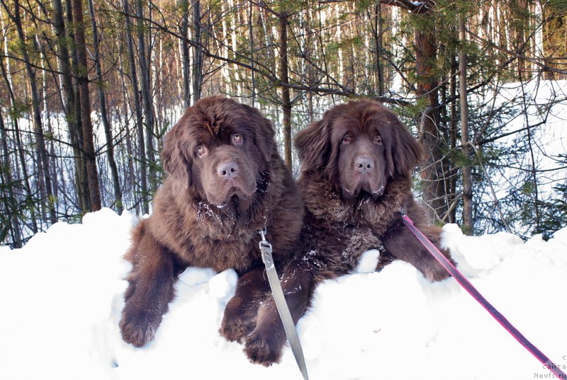 Фото: ньюфаундленд Наоми Таголири фор Браунблад (Naomi Tagoliri for Brouwnblood), ньюфаундленд Сверкающая Гора Машаме (Sverkayuzhaya Gora Mashame)