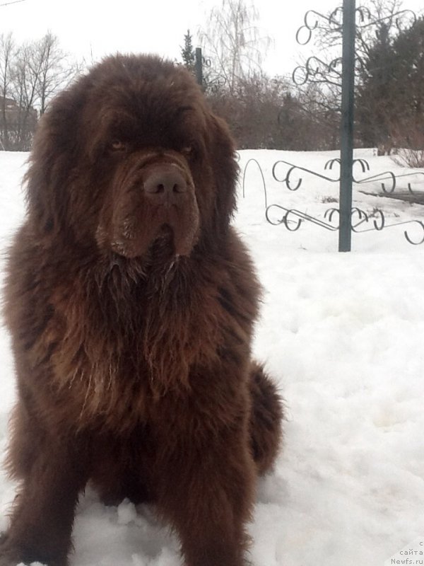 Фото: ньюфаундленд Чарли Де Бест Хелфи Пэл (Charli The Best Helfi Pel)