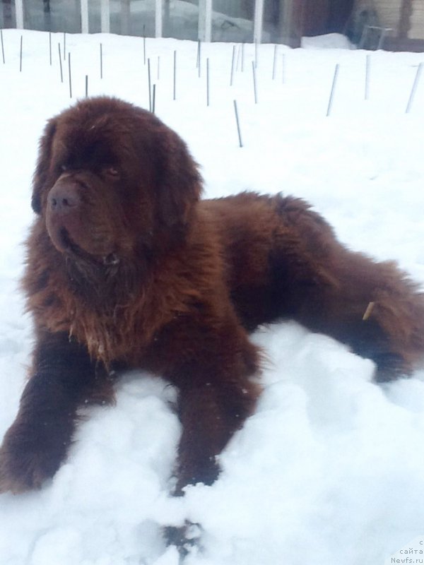 Фото: ньюфаундленд Чарли Де Бест Хелфи Пэл (Charli The Best Helfi Pel)