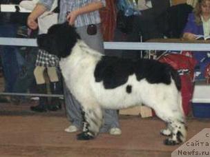 Фото: ньюфаундленд Супер Бизон Арго (Super Bizon Argo)