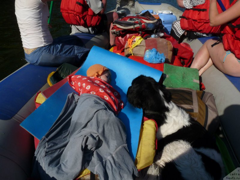 Фото: ньюфаундленд Океанская Волна из Тихого Омута