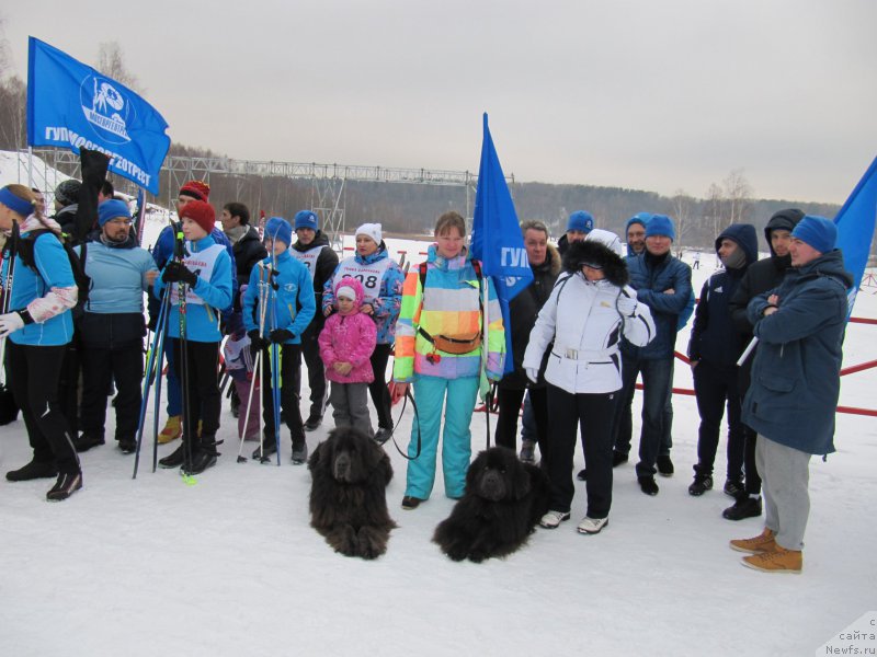 Фото: Анна Петрушкина, ньюфаундленд Дюрбахлер Клаб Альфаретта Виньетта, ньюфаундленд Мелти Вейв Марин Тифея (Melty Wave Marine Tifeya)