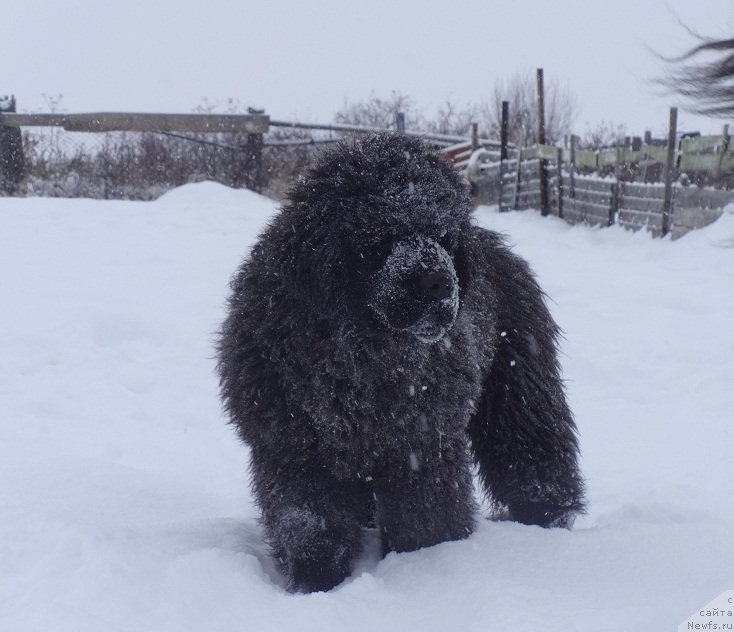 Фото: ньюфаундленд Гималайский Медведь из Аркаима
