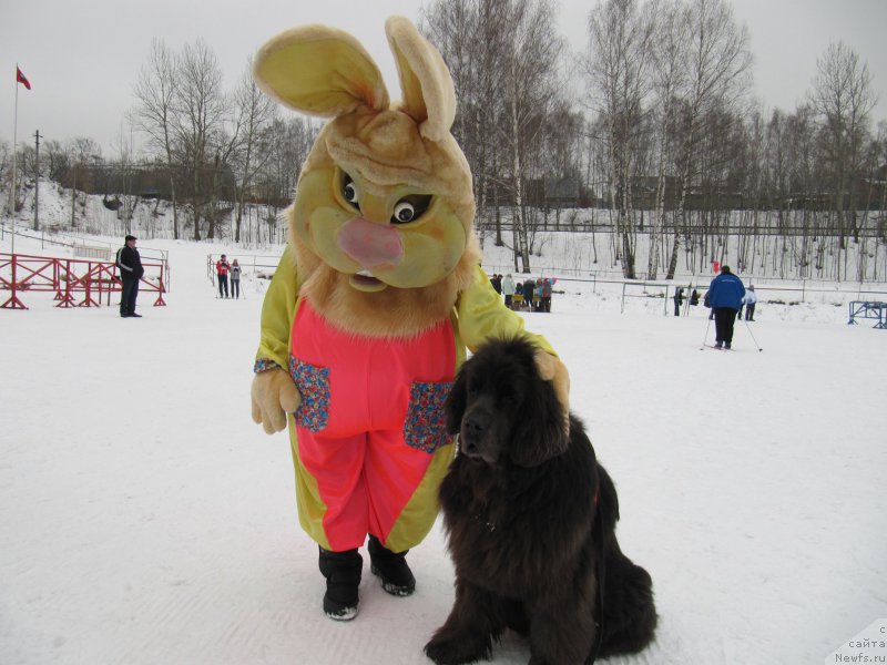 Фото: ньюфаундленд Дюрбахлер Клаб Альфаретта Виньетта